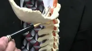 Chiropractic Relief for Headaches Citrus Park FL
