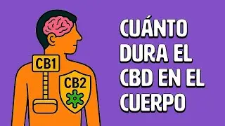 &iquest;Cu&aacute;nto tiempo dura el CBD en tu cuerpo? Desc&uacute;brelo aqu&iacute;