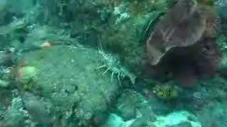 Saba - Diamond Rock - 2006