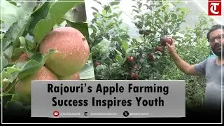 Horticulture Revolution in Rajouri: Ultra-High-Density Apple Farming Boosts Farmers&rsquo; Income