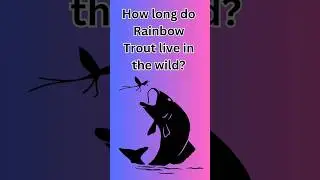How long do Rainbow Trout live in the wild?