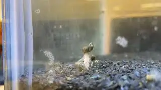Decomposing Shrimp Time Lapse (90 min)
