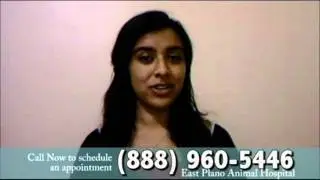 Veterinarian Plano TX - Tips Before the Visit - Vet Plano Texas