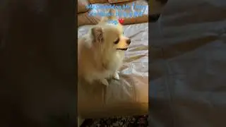My Granddog! Mr Titan! #pomeranian #titan #dog #barking #cute #grand #sweet #loud