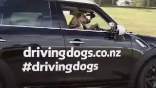 check this shit out man