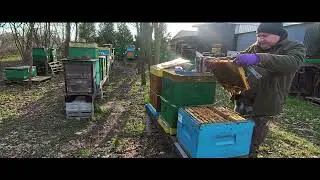 Pasieka pod koniec marca 2024-Buckfast Mellifera B66)GRP) i Buckfast Vulcan B47(GRP) - pawluk.net.pl