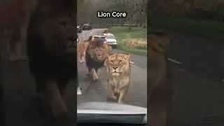 Lion Core 🦁🦁 #lion #wildlife  #animals  #funnypets  #cute #dangerous
