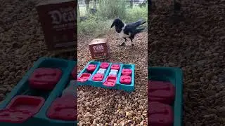 Головоломка для нашей вороны