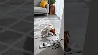 IMPOSSIBLE! Dog's INSTINCT SAVES House from Short-Circuit DISASTER 😨