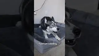 My Husky Has a Total Meltdown and Yells at me!! (He speaks perfect English!!)