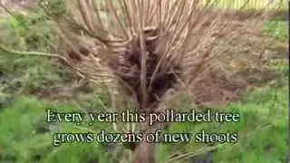 The Most Poplar Video On YouTube Ever!! (Well, probably...)