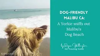 Dog-Friendly Malibu, California: A Yorkie sniffs out Malibu's Dog Beach #dogbeachmalibu #malibubeach