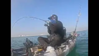 sabiki hooks Nice catch with The giant trevally Caranx ignobilis, also known as the lowly trevally.