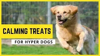 Best Calming Treats For Dogs - Dog Anxiety Medication