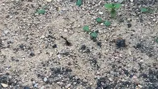 Red-banded sand wasp (Ammophila sabulosa) - part 5, finalizing nest closure