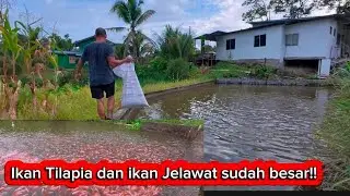 Ketenangan di kampung//memberi ikan makan. Kpg Jambu Padawan 