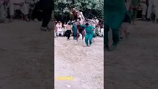 DANCING HORSE VIDEO || NO NO NO FUNNY SOUND || #funnyvideo #memes #horsedance #viral #trending