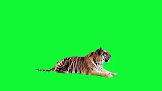 Copy of Real Tiger green screen|green screen animal-free