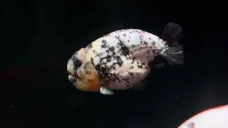 大理石白虎🥰 精品金魚 蘭壽金魚 泰獅金魚