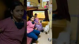 Dog in Train How to travel with Pets in Train How can I book pet on Irctc #doglover #puppy #dog