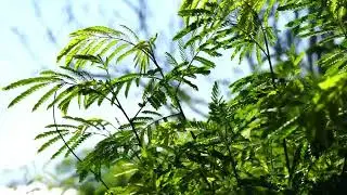 Wind Aesthetic Music | Relax, Study, Sleep | Calming Audios - 15 Minutes