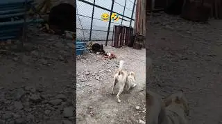 Good morning with Dogs | Dogs with Small Puppy | The wild Animal | Dogesh Bhai | Doggy