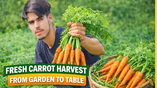 CARROT HARVEST || FARMING || VILLAGE LIFE || VLOGS