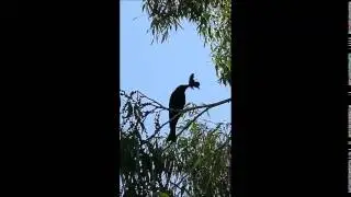 Avian Predation on Ulysses Butterfly
