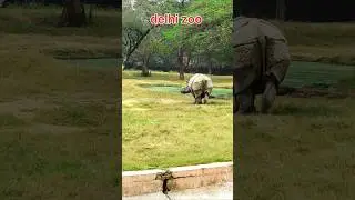 Delhi Zoo animals #ytshorts #travel #wildlife #shorts #zoo #pets #animals