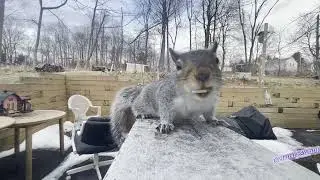 A Squirrel's Investigation