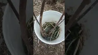Kiwi Fruit Plant Cutting Dip in Rooting Hormone Booster for Faster Growth I Growerr #shorts