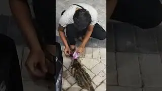 ngasih makan kucing