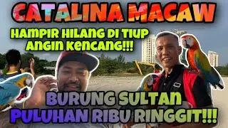 CATALINA MACAW FREE FLY‼️HAMPIR HILANG KETIKA MELAWAN ANGIN KENCANG DI PANTAI KLEBANG MELAKA‼️