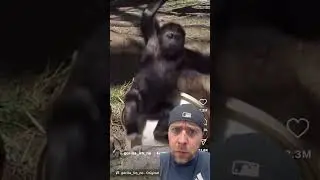 Mocking reaction videos that add nothing to the original video #monkey #reaction #shorts