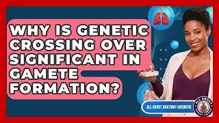 Why Is Genetic Crossing Over Significant In Gamete Formation? - All About Anatomy Answers