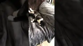 sleeping cat flops over