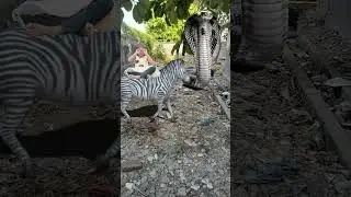 Anaconda snake 79 real life || funny vfx magic video #shorts #short #funny