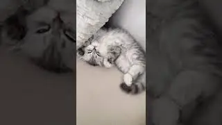 Kitty 💤&hellip; 🐱 #cat #prettycat #catlife #kitten #funnycat #cute #cats #sleep #pets #catvideo #kitty