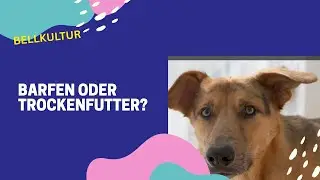 Frischfleisch oder Trockenfutter?