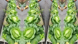 Выращивание капусты в пенополистироле - Капуста будет вкуснее при добавлении этой среды.