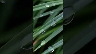 💧&ldquo;Dew Drop Journey: Nature&rsquo;s Tiny Miracle&rdquo;