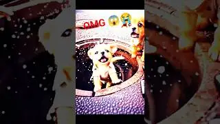 Do gareeb dog ki kahani #twice #save #dogshorts #ai #trending #animahal