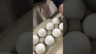 Egg Fraud