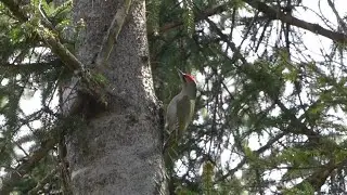 Grauspecht Gesang