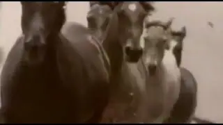 Daryl Braithwaite The Horses Lyrics