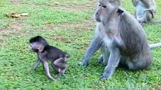 MG! Sweet Pea fight Tima & Timo cry & unhappy | Pitiful Tima cry & pity her baby Timo