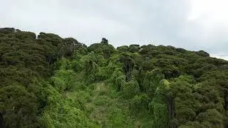 Old Mans Beard in the Grehan Valley