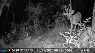 White-tailed buck deer 🦌 fuzzy antlers  2
