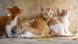 Cute Cats Video | Cute Kittens Video | Cute Pet Cat Videos | PetnWild Animals