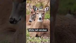have you seen this white tail reindeer? #reindeer